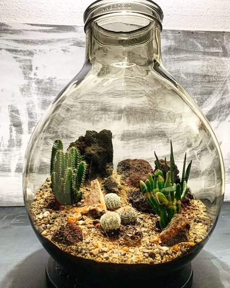 Terrarium Scene, Build A Terrarium, Kaktus Dan Sukulen, Open Terrariums, Cactus Terrarium, Diy Succulent Terrarium, Plants In Jars, Taman Air, Beautiful Terrariums