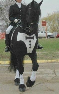 Black And White Horse Halloween Ideas, Cow Costumes, Horse Fancy Dress, Custom Horse Stalls, Horse Halloween Costumes, Horse Halloween, Halloween Horse, Horse Costume, Horse Costumes