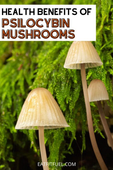 Psilocybin mushrooms are well known for their powerful psychedelic effects, but did you know that these magical mushrooms also offer a number of significant benefits? Today, more and more studies are showing that psilocybin mushrooms may offer a wide range of mental and physical health benefits. Psilocybin Benefits, Magic Mushroom Recipe, Pcilosybin Mushroom, Microdosing Psilocybin Benefits, Psylocibin Mushroom, Psilocybin Mushrooms, Mushrooms For Brain Health, How To Microdose Mushrooms, Psychedelique Mushrooms