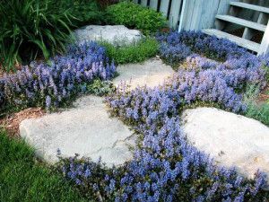 Ajuga Reptans, Annabelle Hydrangea, Perennial Ground Cover, Hydrangea Shrub, Purple Wisteria, Ground Cover Plants, Landscaping With Rocks, Perennial Plants, Ground Cover