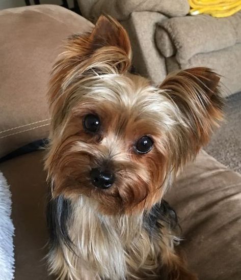 Yorkie Hair, Shorkie Puppies, Grooming Ideas, Yorkie Haircuts, Top Dog Breeds, Easiest Dogs To Train, Yorkie Terrier, Dogs Breeds, Silky Terrier