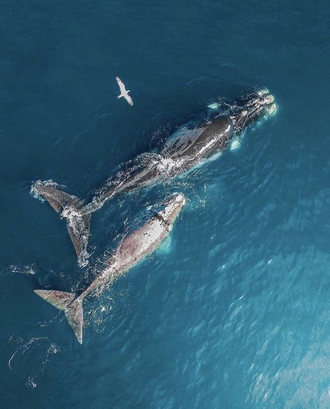 Whale and calf, Cape Town Cage Diving With Sharks, Diving With Sharks, Shark Activities, Shark Cage Diving, Shark Cage, African Penguin, Boulder Beach, Marine Ecosystem, Apex Predator