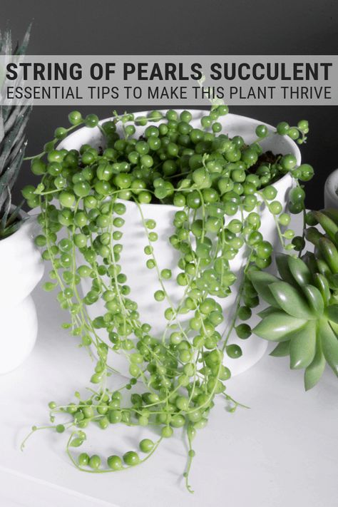 Learn how to care for string of pearls. Caring for string of pearls plants isn't that hard. Your string of pearls will thrive with my tips! #stringofpearls #succulentcare #stringofpearlscare String Of Pearls Plant, Inside Plants, Indoor Plant Care, Succulent Gardening, Succulent Care, Vivarium, String Of Pearls, House Plant Care, Cactus Y Suculentas