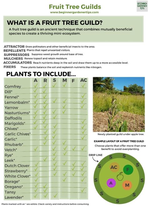 Fruit Tree Guild Companion Planting, Permaculture Fruit Tree Guild, Permaculture Guilds Fruit Trees, Companion Planting Fruit Trees, Companion Plants For Fruit Trees, Food Forest Garden Backyards, Banana Tree Guild, What To Plant Around Fruit Trees, Fruit Tree Guild Permaculture Design