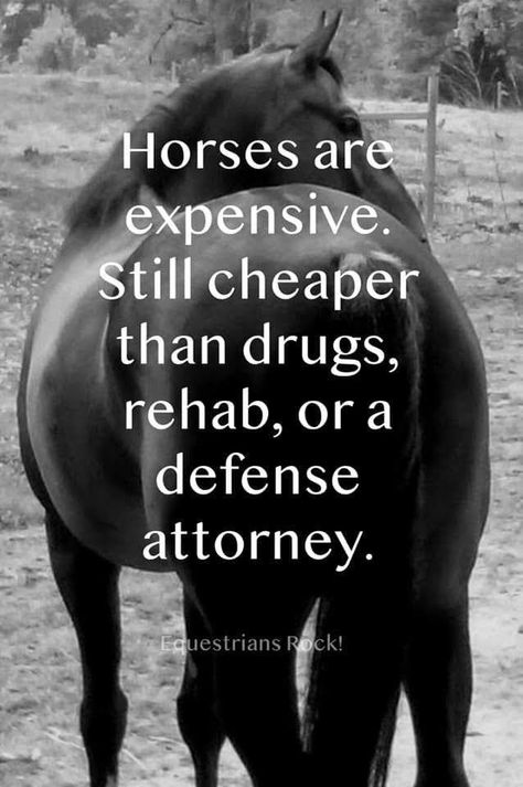 Horse Smiling, Sayings About Love, Equine Quotes, Horse Humor, Horse Quotes Funny, Horse Jokes, Inspirational Horse Quotes, Horse Riding Quotes, Riding Quotes