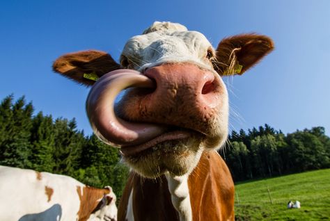 Cow's tongue in nostril Cow Tongue, Cows And Calves, Small Fry, Farm Cow, Pictures Of Animals, Fun Pictures, Cow Calf, Reference Pics, Concession Stand