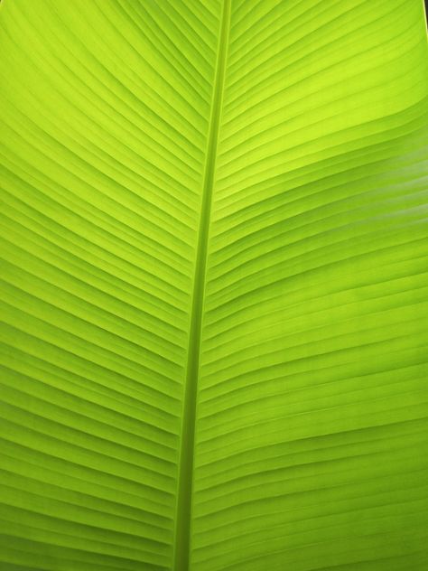 Photo by me 😁 Banana Leaf Texture, Masjid Al Haram, Green Banana, Leaf Texture, Banana Leaves, Leaf Background, Leaf Coloring, Invitation Ideas, Olive Leaf