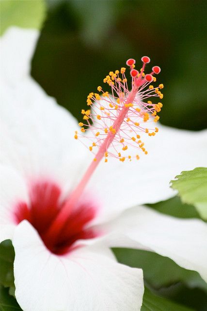 Calyx Calyx Flowers, Angel Painting, Flower Beauty, Real Flowers, Hibiscus, Flower Power, Dandelion, Floral Arrangements, Color Palette