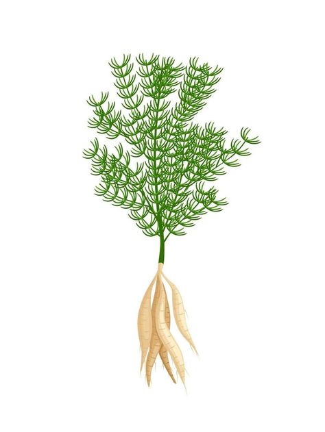 Herbal Plants, Asparagus, Vector Art, White Background, Vector Free, Vector Illustration, Royalty Free, Clip Art, Plants