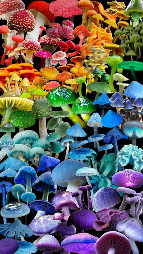 #Rainbow #mushroom #mushrooms #collage Rainbow Mushroom Wallpaper, Rainbow Mushrooms, Mushrooms Aesthetic, Mushroom Guide, Rainbow Mushroom, Mushroom Identification, Mushroom Spores, Mushroom Fungi, Mushroom House