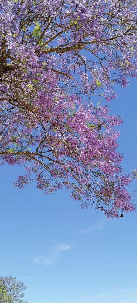 Blue Jacaranda tree Blue Jacaranda, Jacaranda Tree, Purple Tree, Purple Trees, Wall Deco, Purple, Blue, Pins