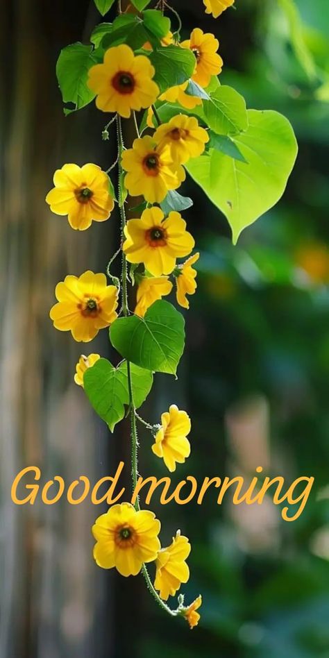 Good Morning Flowers Awesome, Grand Rising, Good Sunday Morning, Diwali Photography, Ramadan Wishes, Good Night Beautiful, Night Beautiful, Morning Nature, Pillar Design