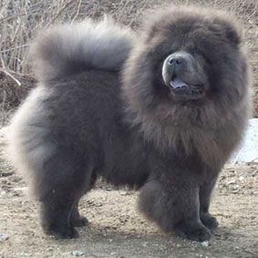 Chow Chow Blue, Blue Chow Chow, Chow Chow Dog Puppy, Chinese Dog, Chow Chow Puppy, Big Dog Breeds, Chow Chow Dogs, Lion Dog, Chow Chow