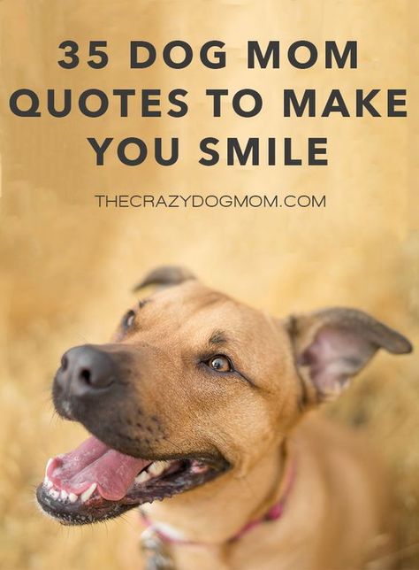 Everyone loves reading quotes, especially a good sappy quote or a dog related quote. If that sounds like you then you're in luck because I gathered a list of funny and sappy cute quotes about dogs! I figured now was the best time to share them with you in honor of Dog Mom's Day on May 9th. Dog Smile Quotes, Pet Quotes Love, You Are Cute Quotes, Dog Humor Quotes, Funny Dog Mom Quotes, Dog Mom Quotes Humor, Quotes About Dogs Love, Dog Owner Quotes, Cute Dog Sayings