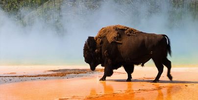 Mountain Trail Buffalo Animal, Grand Prismatic, Yellowstone Park, Adventure Holiday, National Parks Usa, Hot Spring, Wild Nature, Yellowstone National, Yellowstone National Park