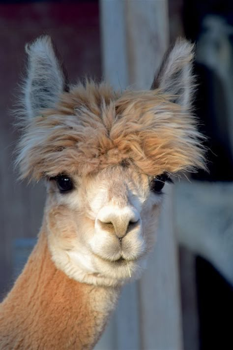 Lama Animal, Alpaca Drawing, Alpaca Pictures, Llama Painting, Llama Face, Alpaca Stuffed Animal, Alpaca Farm, Cute Alpaca, Interesting Animals