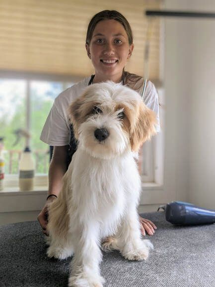 Tibetan Terrier Puppy, Tibetan Terrier Haircut, Poodle Training, Tibet Terrier, Puppy Training Schedule, Dog Toys Indestructable, Puppy Cut, Poodle Grooming, Terrier Puppy