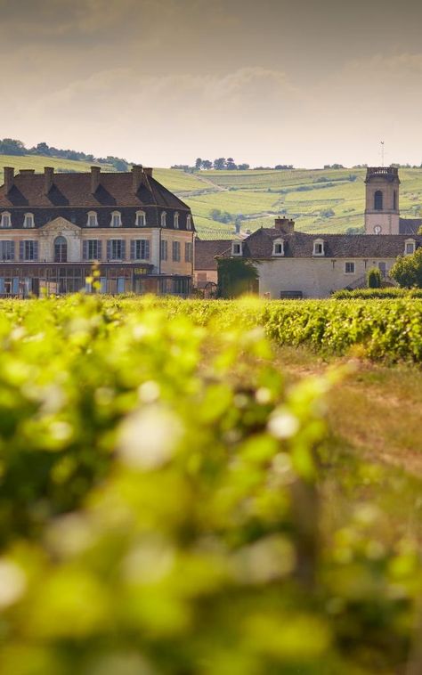 10 must-see wineries | Beaune and the Beaune region Tourism – Burgundy Wine Chateau, Village Festival, Better Instagram, Wine Tourism, Tourist Office, Cycling Route, Water Into Wine, Europe Vacation, Saint Denis