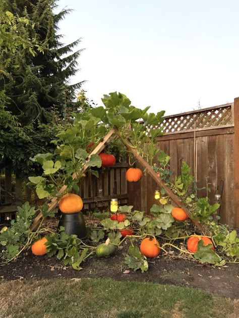 Vegetable Gardens Ideas, Vegetable Garden Idea, Vegetables Garden Ideas, Garden Design Vegetable, Garden Ideas Vegetable, Vegetable Gardening Ideas, Backpack Wall, Gardens Backyard, Backyard Vegetable Garden