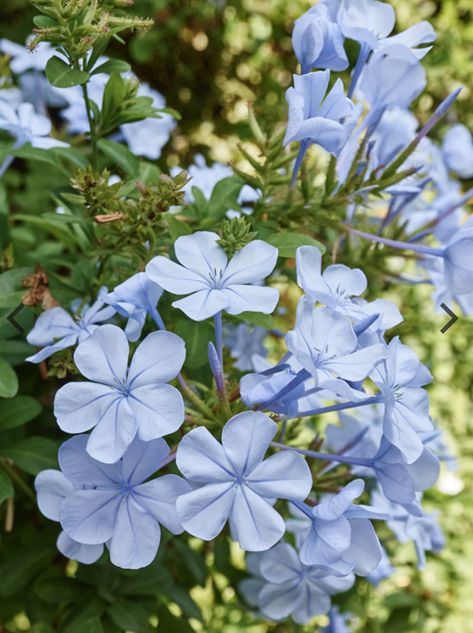 Plumbago Plant, Plumbago Auriculata, Blue Plumbago, Periwinkle Flowers, Blue Plants, Fragrant Plant, Garden Bulbs, 카드 디자인, Moon Garden