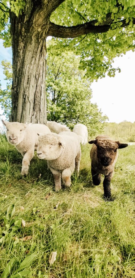 Goat Astetic, Southdown Babydoll Sheep, Babydoll Southdown Sheep, Baby Doll Sheep, Farm Goals, Southdown Sheep, Mini Sheep, Babydoll Sheep, Farm Dream