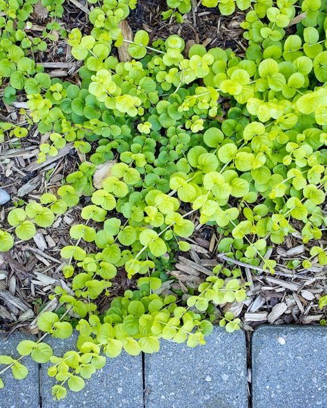 Creeping Jenny Plant, Garden Porch Ideas, Garden List, Rock Wall Gardens, Flowers For Summer, Tropical Garden Plants, Summer Planter, Front Flower Beds, Flowers In Pots