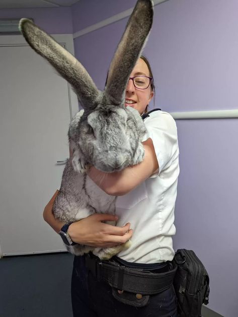 Rescue Rabbit Is As Big As A Medium-Sized Dog - The Dodo Giant Rabbits, Flemish Giant Rabbit, Giant Rabbit, Flemish Giant, Large Rabbits, Heartwarming Photos, Giant Breeds, Animal Groups, Sky News