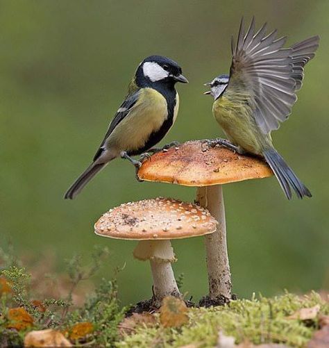 Pictures Of Mushrooms, Mushroom Pictures, Fly Agaric, British Garden, Garden Animals, Animals Friendship, British Wildlife, Zico, Grey Coat