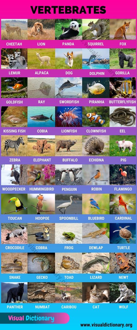 Animals: 1000+ Animal Names | Great List of All Animals | Classification of Animals Animals Classification, Classification Of Animals, Mammals Animals, Names Of Birds, Animals Name In English, Vertebrates And Invertebrates, Animal Classification, Animal Names, Visual Dictionary