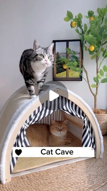 Pet Resort, Cat Cave, Happy Cat, Say Goodbye, Feline, Tent, Kitty, Pet, Wood