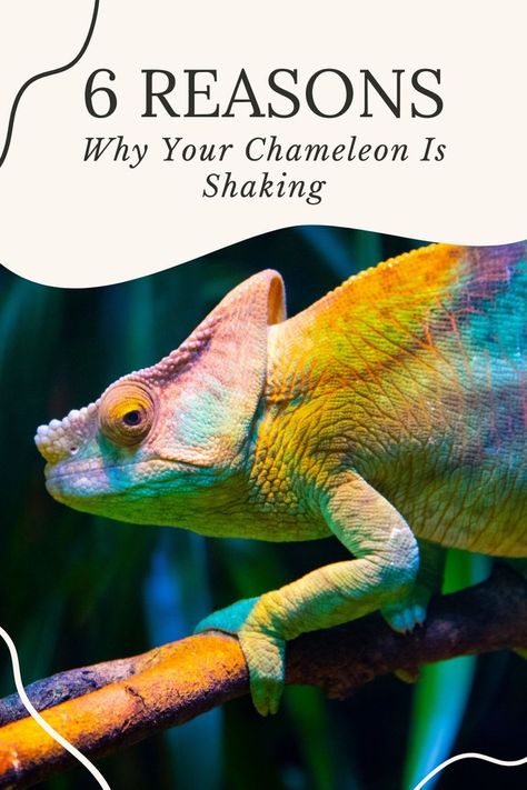 Chameleons are fascinating creatures that make great pets, but they can also be quite delicate. If you’re a chameleon owner, you may have noticed your pet shaking or trembling at times. While this behavior is completely normal in some cases, it can also be an indication of something else, such as stress, improper care, Chameleon Care, Veiled Chameleon, Swollen Ankles, Communication Methods, Bone Diseases, Swollen Legs, Chameleons, Hiding Spots, Leopard Gecko