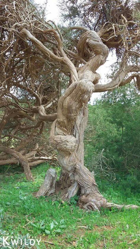 Twisted Branches, Weird Trees, Tree People, Twisted Tree, Pretty Trees, Magical Tree, Tree Faces, Tree Spirit, Trees Nature