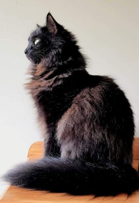 Ragamuffin Cat Black, Long Hair Black Cats, Longhaired Black Cat, Fluffy Black Cat With Green Eyes, Black Longhaired Cat, Siberian Black Cat, Black Fluffy Cat Aesthetic, Longhair Black Cat, Fluffy Black Cat Aesthetic