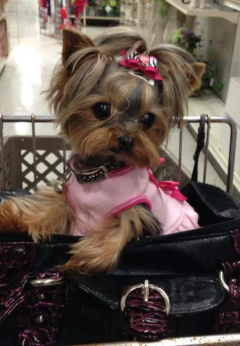 Funny Yorkie Pictures, Yorkie Outfits, Yorkie Puppies For Adoption, York Dog, Flea Infestation, Teacup Yorkie Puppy, Cute Small Dogs, Puppy Mom, Dog Mommy