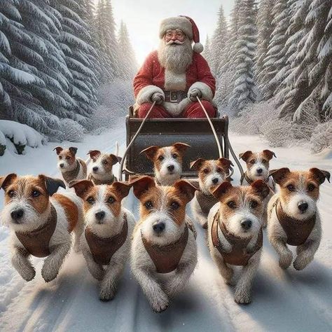 Jack Russell Christmas, Chien Jack Russel, Jack Russell Puppies, Wish You Merry Christmas, Christmas Pics, Funny Dachshund, Funny Dog Pictures, Russell Terrier, Magical Christmas