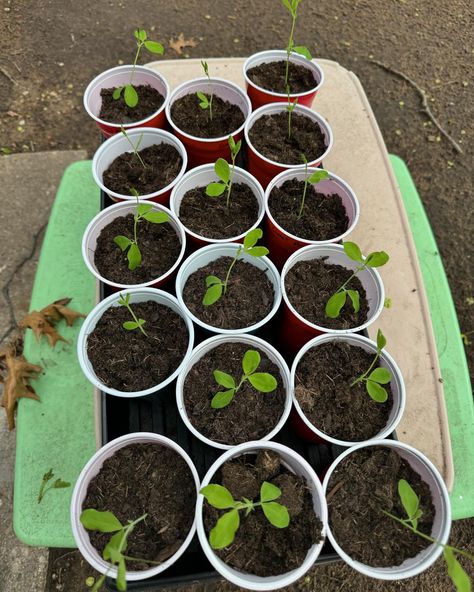 Out of the 75 strawberries 🍓 I planted last week 🤔 or the week before 🤷🏼‍♀️ all but a couple are vibrant green and happy with all the rain we have gotten lately 😍 Still up potting seedlings 🌱 today I found all of my sweet pea flowers are nice and happy too Sweet Pea Flowers, Pea Flower, Vibrant Green, Sweet Pea, The Rain, Strawberries, Peas, Be Still, A Couple