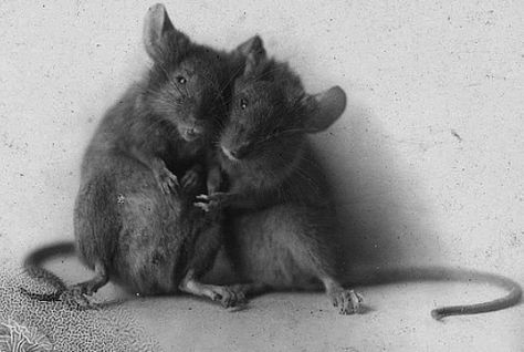 .... Magic Lantern Slides, Fear Of Flying, House Mouse, Pet Rats, Hamsters, Rodents, Needle Felted, Beautiful Creatures, Mice