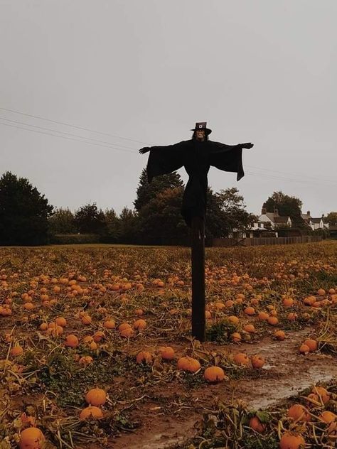 Creepy Pumpkin Patch, Farm Gothic Aesthetic, Midwest Halloween Aesthetic, Creepy Farm Aesthetic, Haunted Farm Aesthetic, Pumpkin Farm Aesthetic, Aesthetic Scarecrow, Corn Field Aesthetic, Scarecrow Aesthetic