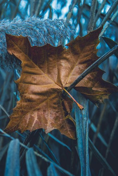 Photo Bleu, Brown Teal, Blue Cottage, Brown Aesthetic, Belleza Natural, Blue Aesthetic, Blue Hues, Color Inspiration, Color Combos