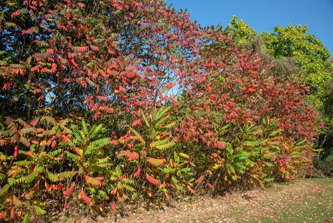 Sumac Plant, Poison Sumac, Staghorn Sumac, Live Earth, Tall Shrubs, Wild Food Foraging, Plant Medicine, Poisonous Plants, Herbal Apothecary