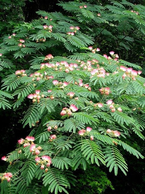 Mimmosa or Silk Tree (Albizia julibrissin) Albizia Tree, Hornbeam Tree, Chinese Scholar, Persian Silk Tree, Mimosa Tree, Albizia Julibrissin, Outside Plants, Tree Identification, Cottage Farm