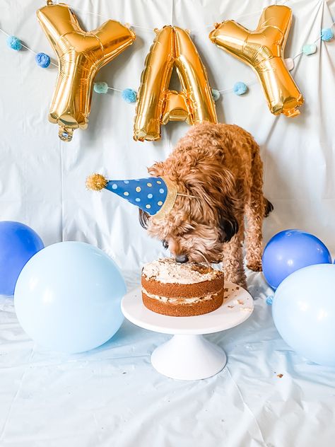 Dog First Birthday Pictures, Dog Birthday Photoshoot Ideas, Dog Birthday Photoshoot, Dog Birthday Pictures, Dog Boutique Ideas, Dog First Birthday, Gourmet Dog Treats, 1st Birthday Pictures, First Birthday Pictures