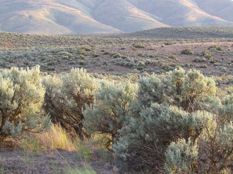 Eastern Washington filled with sagebrush, AND, it smells soooo good..!! Dc Background, Southwest Landscaping, Plains Landscape, Painting Scenery, Tall Indoor Plants, Green Landscapes, Yakima Valley, Eastern Washington, Forever Green