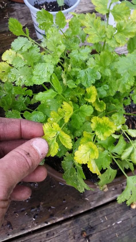 Growing Cilantro Outdoors, Plant Leaves Turning Yellow, Cilantro Plant, Cilantro Seeds, Growing Cilantro, Drying Cilantro, Yellow Leaves, Planting Herbs, All About Plants