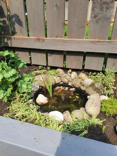 Washing up bowl pond, with rocks and stonecrop around the edges and aquatic plants. Don't forget to add rocks so creatures can climb out 😊 Mini Garden Pond, Tiny Garden Pond, Tiny Pond, Diy Frog Pond, Small Pond In Flower Bed, Cute Garden Ideas, Garden Prepping, Habitat Garden, Garden Frogs