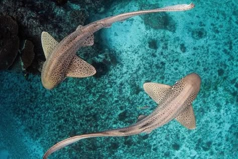 Celebrating the beauty and importance of all marine life on #WorldWildlifeDay - including this pair of leopard/zebra sharks. 📷: IG user '@joshblankphotography' Marine Life Widgets, Zebra Shark Photography, Australian Marine Life, Leopard Shark Photography, Leopard Shark Wallpaper, Leopard Shark Aesthetic, Shark Computer Wallpaper, Underwater Life Photography, Shark Desktop Wallpaper