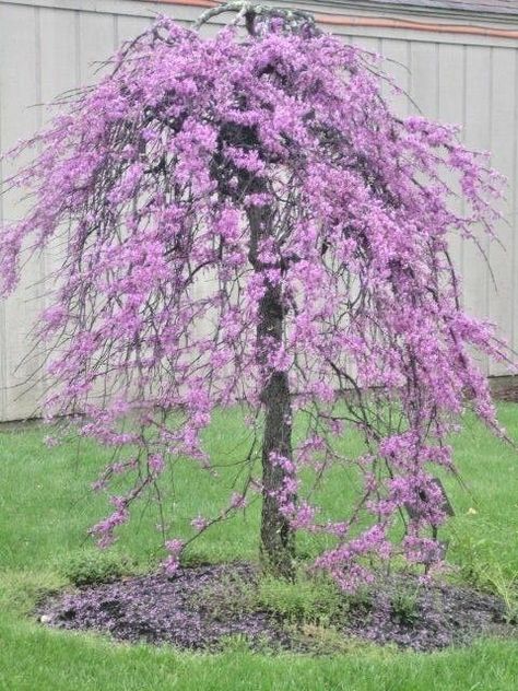 Lavender Twist Weeping Redbud. Weeping Redbud, Japanese Water Garden, Xeriscape Front Yard, Evergreen Landscape, Weeping Trees, Landscaping Around Trees, Redbud Tree, Garden Flower Beds, Garden Workshops