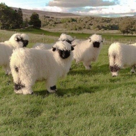 Valais Blacknose Sheep, Fluffy Cows, Cute Sheep, Haiwan Peliharaan, Pretty Animals, Fluffy Animals, Cute Creatures, Animal Photo, Cute Little Animals