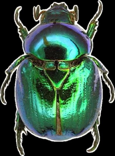 Jewel Beetle, Beetle Art, Beetle Wings, Beetle Insect, Cool Bugs, Bug Art, Beautiful Bugs, Insect Art, Animal References