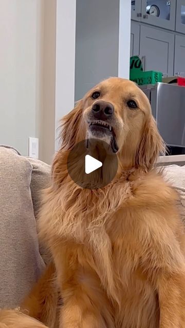 AGuyandAGolden on Instagram: "I thought my salad tasted a little funny… #dog #goldenretriever" Golden Retriever Gif, Golden Retriever Funny, Dog Wrap, Golden Retriever Mom, Golden Puppy, Dog Rocks, Dog List, Funny Dog Videos, Golden Retrievers